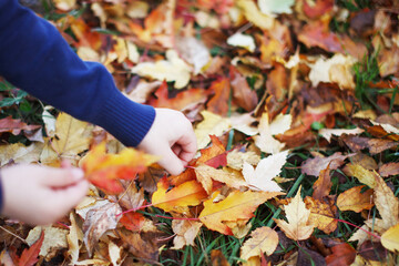 Fallen autumn red and yellow leaves in the hands