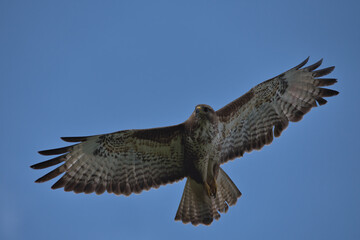 Common buzzard , Buteo buteo in flight.