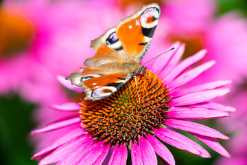 Aglais io - European peacock - peacock butterfly