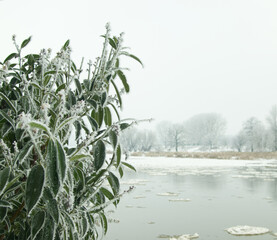 Snowy winter river landscape, gloomy day. Frozen tree, ice covered plant on the first plan. Beautiful ice frosty brunch and trees, iced river.