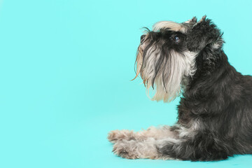 Cute dog on color background