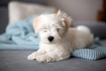 Cute little maltese dog puppy, sitting on the couch at home, looking at camera