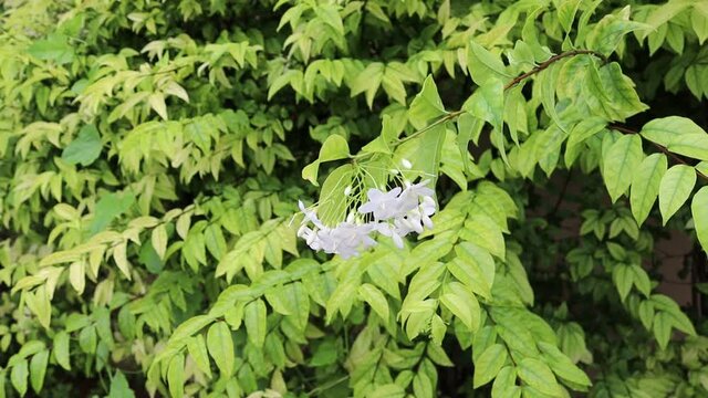 Wrightia religiosa white flowers blooming on green leaves and tree closeup moving from the gentle breeze in the garden.