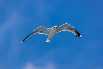 Flying seagull with sky background