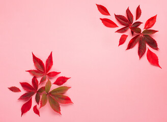 Red leaves and wild grape berries on pink paper background. Fall, thanksgiving day concept.