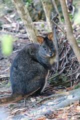 cute wallaby in the bush along bush trail shot from behind a fence