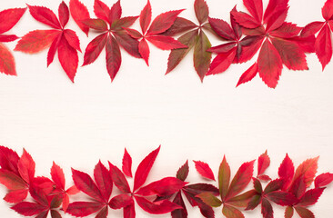 Red leaves and wild grape berries on white wooden background. Fall, thanksgiving day concept.
