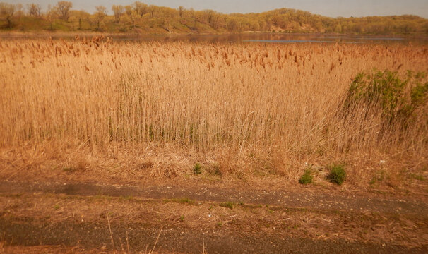 A field of grain awaiting harvest. There are earthern colours of gold, brown and touches of green.