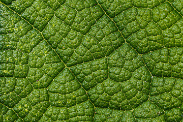 Close-up of a leaf textured background, beautiful nature texture concept