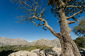 Puig Major 1436 metros desde el Puig De Sa Cova Des Carboner, 842 metros, sierra de Tramuntana, mallorca, islas baleares, españa, europa