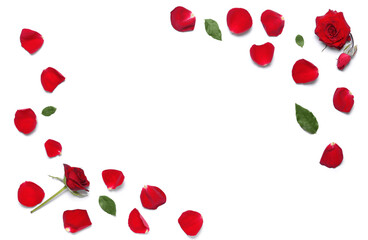 Frame made of beautiful rose petals on white background