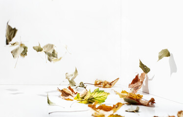 Autumn minimalist concept or background with falling leaves