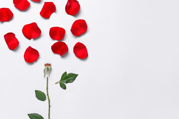 Composition with beautiful rose petals on white background