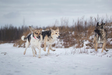 Naklejka na ściany i meble Dogs running on a snowy field in winter forest