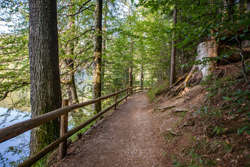 walking path in the woods near the lake. Camping. Synevir Carpathians.