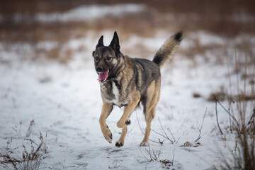 Mongrel dog at walk on winter field