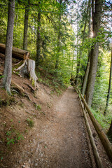 walking path in the woods. Walking in nature.