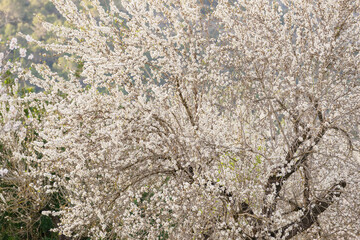 almendros en flor, S' Esglaieta, Esporlas, mallorca, islas baleares, españa, europa