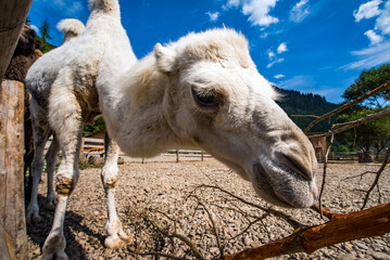 camel in the home park. wild animals.