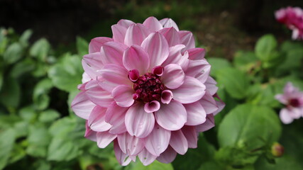 Fototapeta premium beautiful garden# flower, pink, nature, dahlia, plant, garden, green, flowers, summer, flora, purple, beauty, bloom, floral, blossom, macro, spring, beautiful, yellow, petals, petal, color, leaves, re