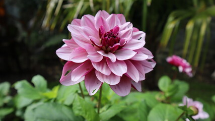 flower, pink, nature, garden, plant, flowers, green, dahlia, flora, summer, blossom, beautiful, bloom, beauty, petal, purple, spring, floral, color, petals, red, yellow, macro, grass, colorful