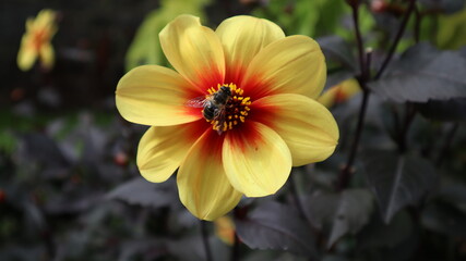 flower, nature, yellow, garden, plant, orange, green, summer, bloom, red, dahlia, flora, beautiful, beauty, blossom, macro, flowers, spring, petal, floral, petals, color, blooming, bright, closeup