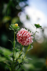 red and white flower