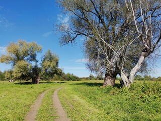 country road in a field near trees in a sunny landscape