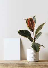Hose plant ficus on empty light wall on table, mock up, minimalism, background