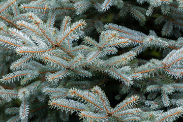 Blue spruce for Christmas