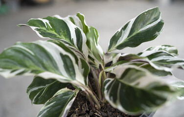 Close-up of Calathea white fusion leaves with blurred background/defocus