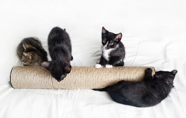 Four kittens and scratching post on white sheet background.