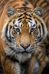 Fototapeta na wymiar Close-up detail portrait of big Siberian or Amur tiger