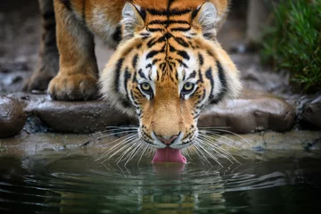 Foto auf Glas Close up Siberian or Amur tiger drinking water from lake © byrdyak