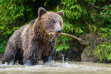 Naklejka na ściany i meble Wild adult Brown Bear (Ursus Arctos) played with a stick in a forest lake