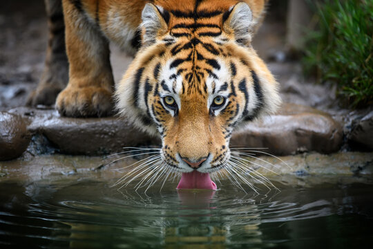 Close up Siberian or Amur tiger drinking water from lake