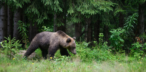 Wild adult Brown Bear ( Ursus Arctos ) in the summer forest