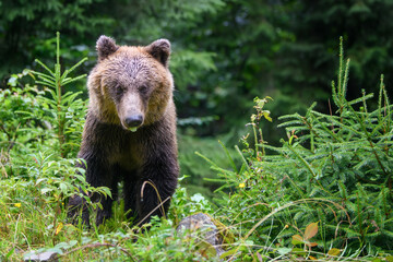 Wild adult Brown Bear ( Ursus Arctos ) in the summer forest