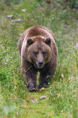 Wild adult Brown Bear ( Ursus Arctos ) in the summer forest
