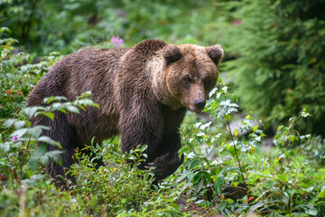 Fototapeta na wymiar Wild adult Brown Bear ( Ursus Arctos ) in the summer forest