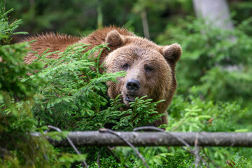 Wild adult Brown Bear ( Ursus Arctos ) in the summer forest