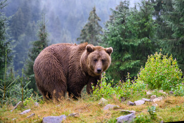 Fototapeta na wymiar Wild adult Brown Bear (Ursus Arctos) in the summer forest