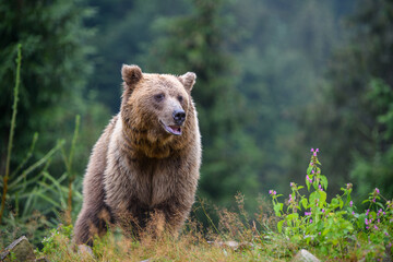 Obraz na płótnie Canvas Wild adult Brown Bear (Ursus Arctos) in the summer forest