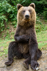 Brown bear sitting in funny pose