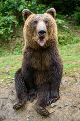 Brown bear sitting in funny pose