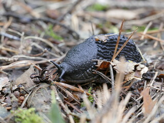große schwarze schnecke durchquert den wald