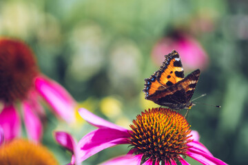 Painted Lady butterfly, Vanessa cardui, feeding on pink flower. Flower background.