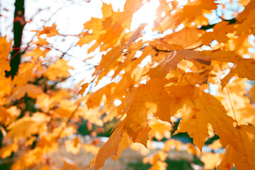background of yellow maple leaves