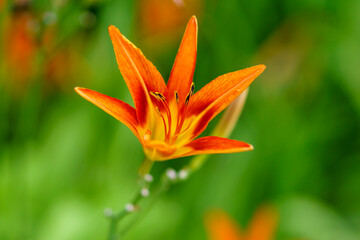 orange lily flower