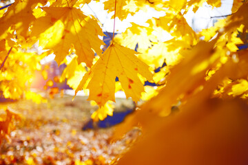 background of yellow maple leaves